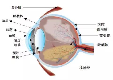 眼睛结构